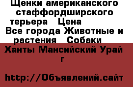 Щенки американского стаффордширского терьера › Цена ­ 20 000 - Все города Животные и растения » Собаки   . Ханты-Мансийский,Урай г.